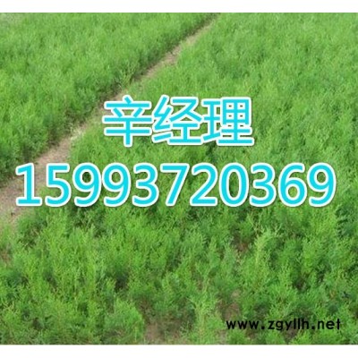 濮陽長期供應白皮松/報價159-9372-0369【藝林苗木】