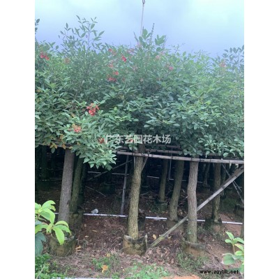 廣東茶花介紹/特征/用途 價格實惠