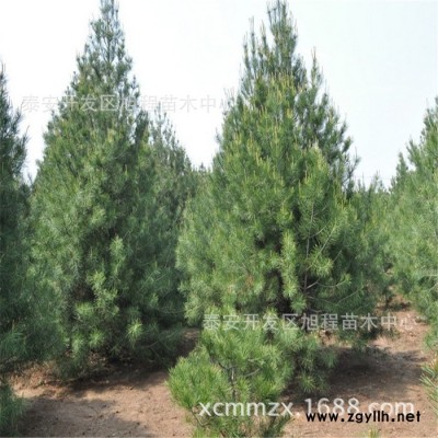 綠化工程專(zhuān)用**白皮松基地出售 2米 3米 4米白皮松價(jià)格