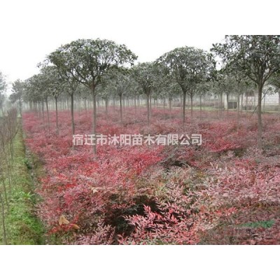 紅葉石楠小杯苗價(jià)格_紅葉石楠大杯苗_紅葉石楠營(yíng)養(yǎng)缽苗