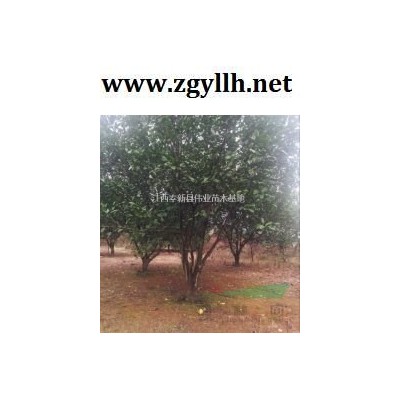 江西奉新精品紅葉石楠球價格1-16公分紅葉石楠苗圃基地