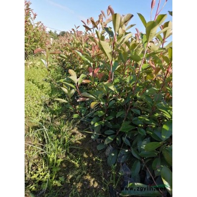 精品大杯紅葉石楠高度40以上冠幅25-30