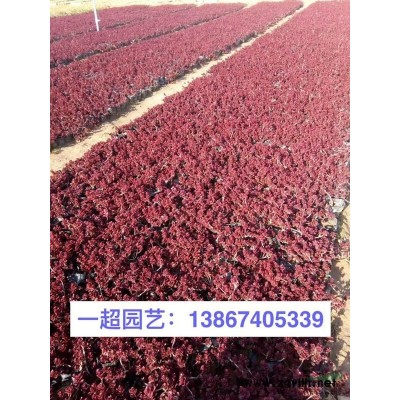 金葉女貞毛球 金葉女貞小毛球