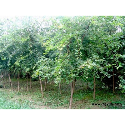 金葉女貞，金葉女貞小苗