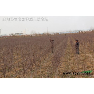 金葉女貞球、金葉女貞基地、沭陽金葉女貞