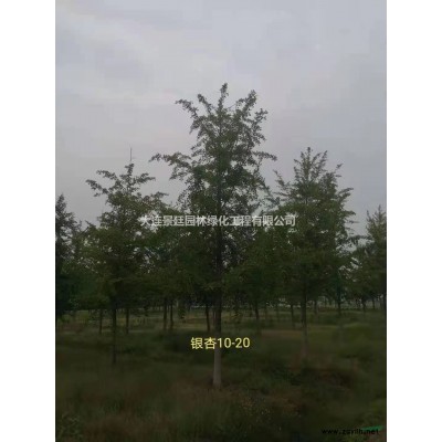 衛矛球（大葉黃楊球）1.2-1.4