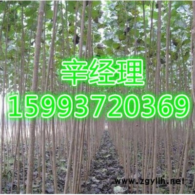 鄭州大量供應白皮松/苗木基地159-9372-0369【藝林苗木供應】