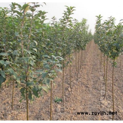 河南大量供應白皮松批發(fā)價159-9372-0369【藝林苗木】