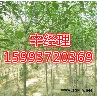 新鄉低價處理白皮松/批發價159-9372-0369【藝林苗木】