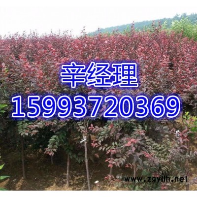 衛輝大量出售白皮松批發價159-9372-0369【藝林苗木供應】