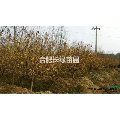 安徽肥西紅花繼木球，金森女貞球，火棘球，小葉女貞球，無刺枸骨