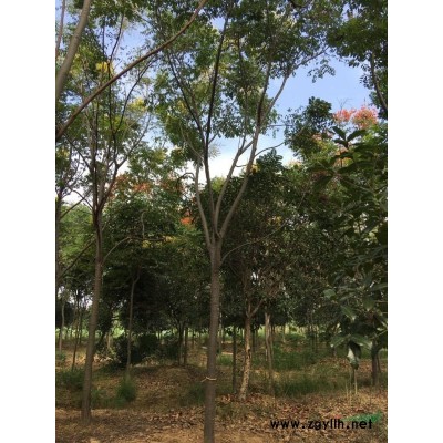 浙江貴州重慶茶花六角大紅價格