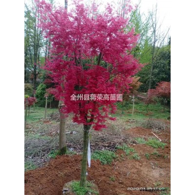 茶花樹/香樟樹/紅楓/青楓/臍橙苗/紅花繼木