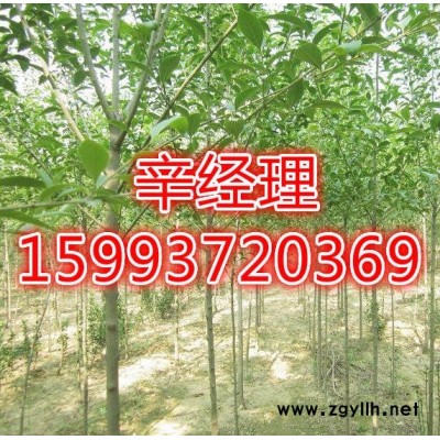 登封**白皮松價格159-9372-0369【藝林苗木】