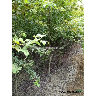 茶花120-150公分冠幅