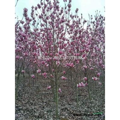供應(yīng)  陜西白皮松，華山松