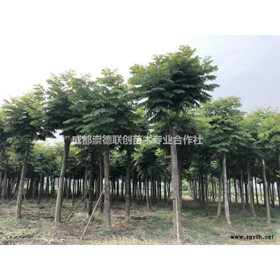 四川成都高桿茶花樹312公分低價格分枝1.5左右