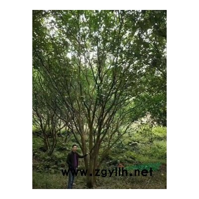 江西茶花小苗批發/供應，茶花小苗價格，九江茶花小苗報價