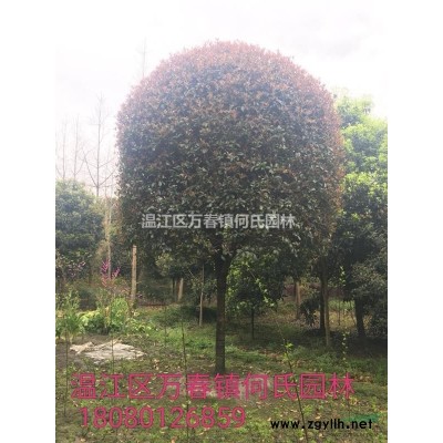 成都地區大量供應茶花樁頭盆景樹形優美