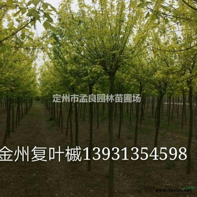 河北供應金葉女貞規格*