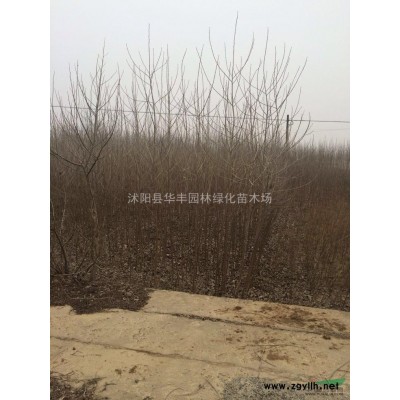 江蘇供應(yīng)金葉女貞球冠幅20—150厘米，現(xiàn)貨看貨起貨，
