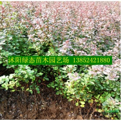 江蘇批發(fā)金葉女貞小苗價(jià)格，30公分金葉女貞，40公分金葉女貞