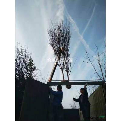 安徽肥西出售毛娟小苗，大葉黃楊，海桐，月季，梔子花，金葉女貞