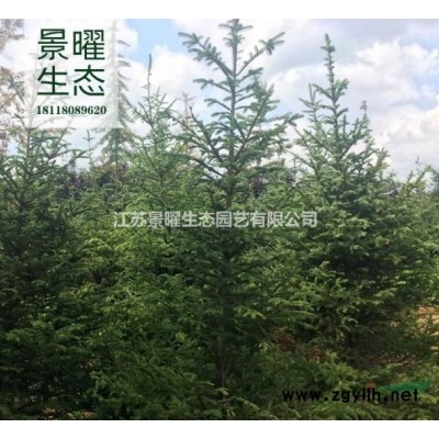 金森女貞哪里便宜/江蘇景曜生態(tài)園藝/基地直銷/產(chǎn)地價(jià)格/圖片