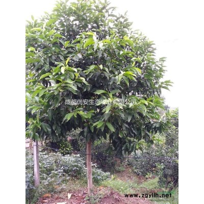 成都金森女貞低價格工程小苗便宜農(nóng)戶直銷