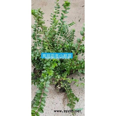 蕭山供應(yīng)大葉黃楊（大葉冬青）小杯苗：大杯苗：小毛球