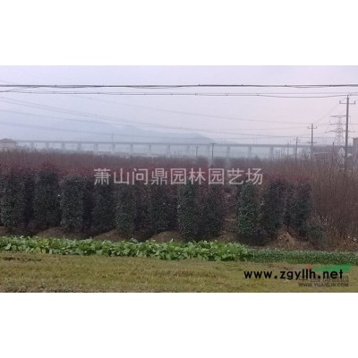 蕭山芝櫻天人菊/大葉黃楊/水梔子/金線石菖蒲/千鳥花/醉魚草