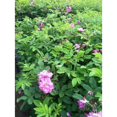 河北大葉黃楊 大葉黃楊基地 大葉黃楊價格