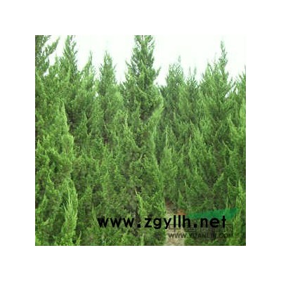 火棘球圖片\火棘球報價