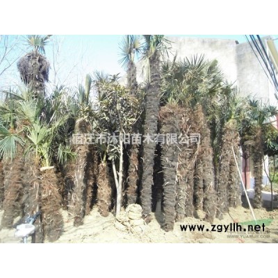 茶花價(jià)格_茶花圖片_茶花產(chǎn)地_茶花苗圃基地