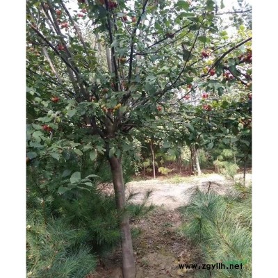 優(yōu)質(zhì)茶花低價(jià)直銷--自家苗圃貨源充足