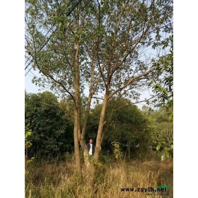 供應(yīng)桂花楊梅茶梅茶花臘梅美人梅石榴日本紅楓紅豆杉深山含笑