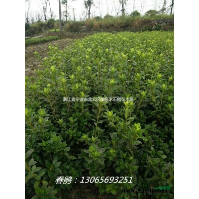 浙江花露珍茶花|寧波紅露珍茶花價格新|寧波各種茶花基地批發