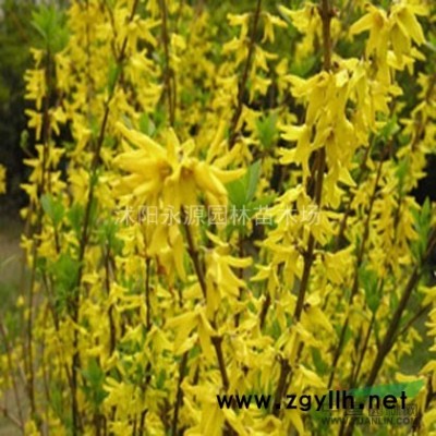 茶花報(bào)價(jià)/江蘇茶花報(bào)價(jià)