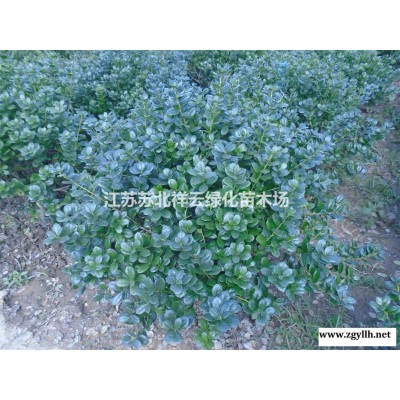 紅葉石楠大小杯苗批發