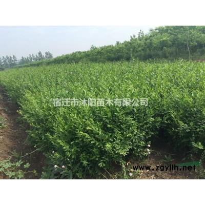 金葉女貞球價(jià)格_金葉女貞球產(chǎn)地_金葉女貞球綠化苗木苗圃基地