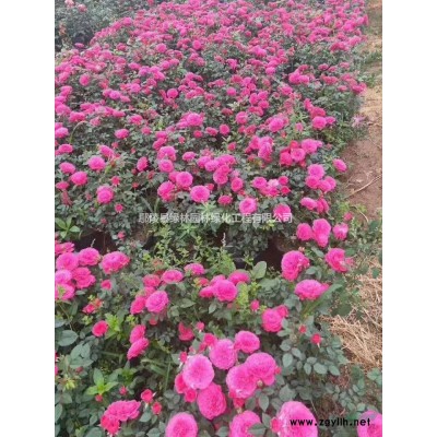 優(yōu)質(zhì)特價金葉女貞 河南金葉女貞價格 許昌金葉女貞球農(nóng)戶低價產(chǎn)地直銷