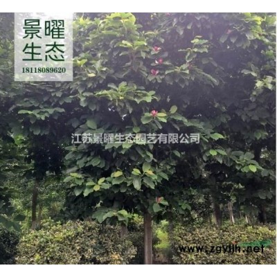 江蘇景曜生態(tài)基地/供應(yīng)金葉女貞球、黃葉女貞球/批發(fā)價(jià)格/圖片