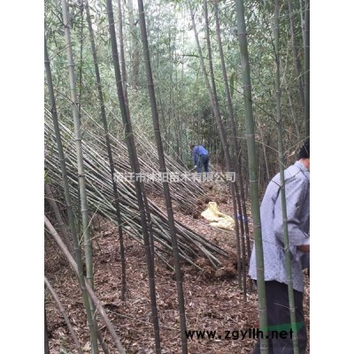 金森女貞球價(jià)格_金森女貞球產(chǎn)地_金森女貞球綠化苗木苗圃基地