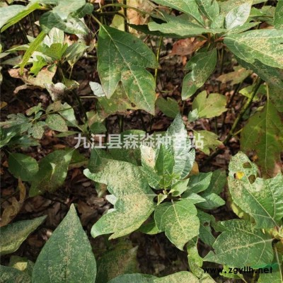 地徑1公分金森女貞苗 高100公分金森女貞小苗 行道樹