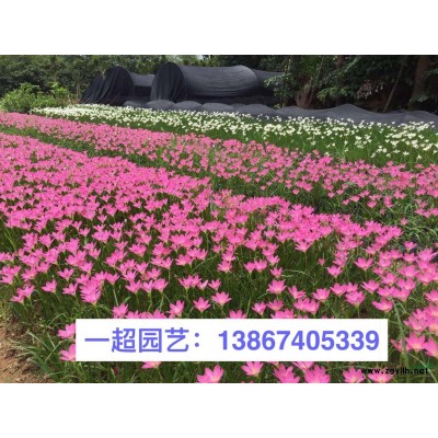 大葉黃楊綠籬苗 大葉黃楊籬笆苗