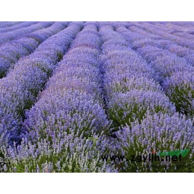 大葉黃楊苗，供應(yīng)大葉黃楊，綠化大葉黃楊，大葉黃楊價格