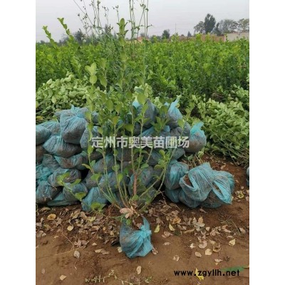 河北定州供應(yīng)60公分的大葉黃楊60000棵價(jià)格便宜