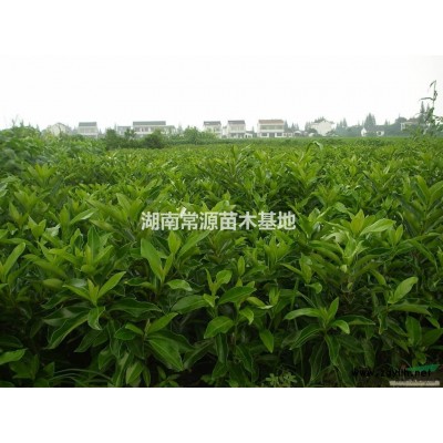 法國冬青，大葉梔子，小葉梔子，八角金盤，夾竹桃，大葉黃楊