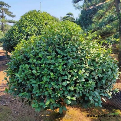 火棘球_火棘球價(jià)格_火棘球求購_火棘球圖片 基地低價(jià)直銷