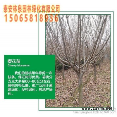 15公分白皮松$泰安15公分白皮松的行情-泰安苗木基地 櫻花樹(shù)苗